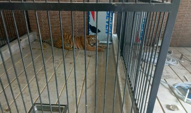 SUPRIANDA TEWAS DITERKAM MACAN DIRUMAH MAJIKANYA