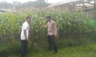 " DUKUNG KETAHANAN PANGAN, POLSEK KOTAWARINGIN LAMA TINJAU PERKEMBANGAN JAGUNG HIBRIDA : WUJUD NYATA SINERGI UNTUK KESEJAHTERAAN RAKYAT " 